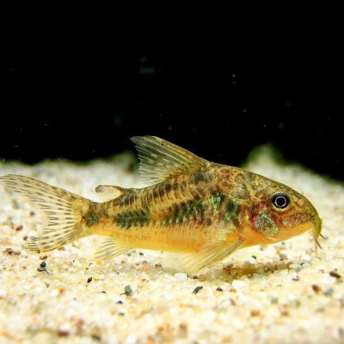 Corydoras paleatus - Marmorierter panzerwels  L
